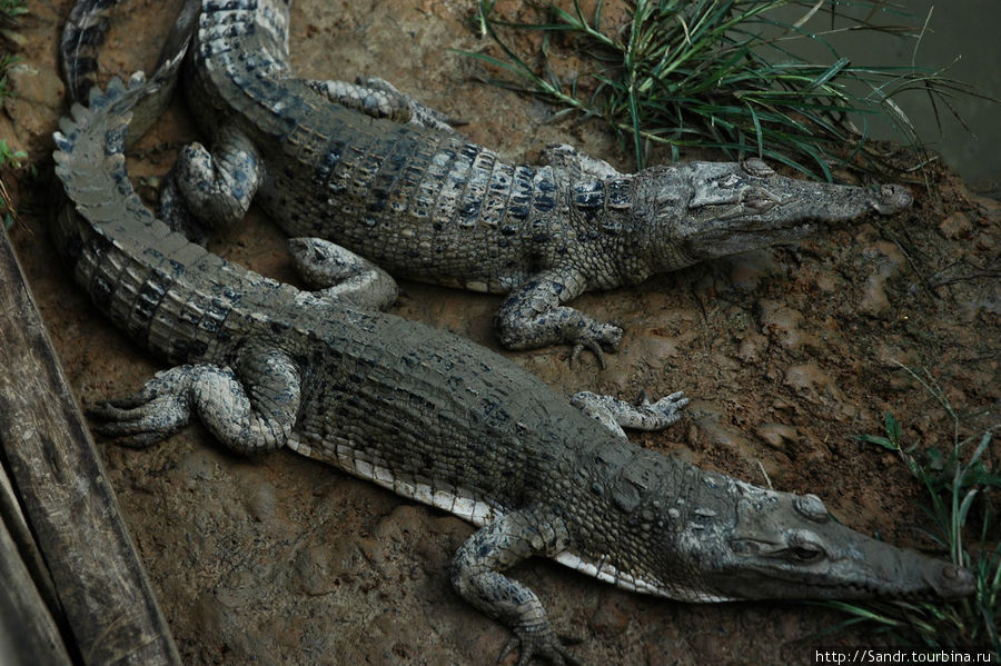 Те рептилии, которых держат мигранты, большими размерами похвастаться не могут. Длина годовалого крокодильчика достигает 80-90 сантиметров от хвоста до носа. Папуа, Индонезия