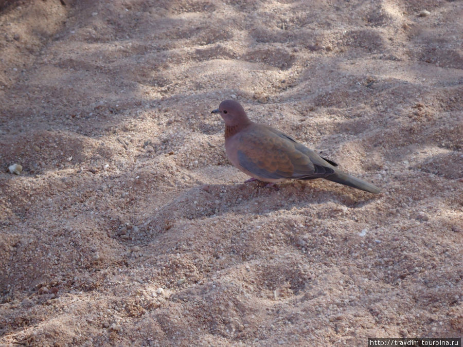 Вот такой песочек Шарм-Эль-Шейх, Египет