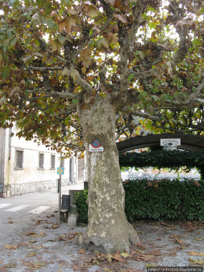 дерево обросло указатель Белладжо, Италия