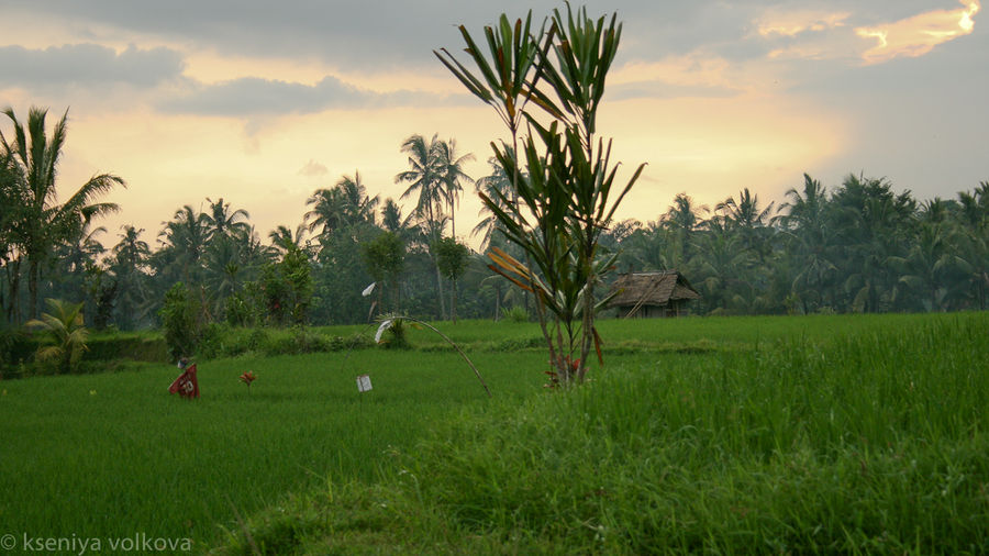 Закат над рисовыми полями Убуд, Индонезия