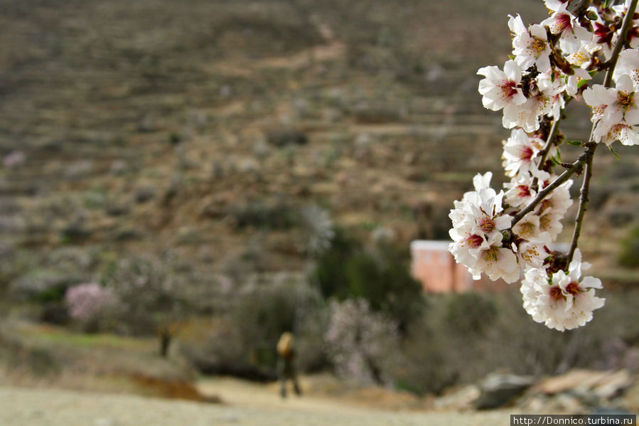 Анти – Атлас: Дорогой цветов Область Сус-Масса-Драа, Марокко