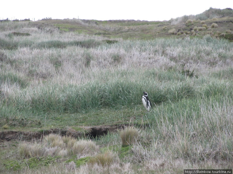 Причем высота травы и рост пингвинов временами одинаковы Лагуна-Отвей, Чили