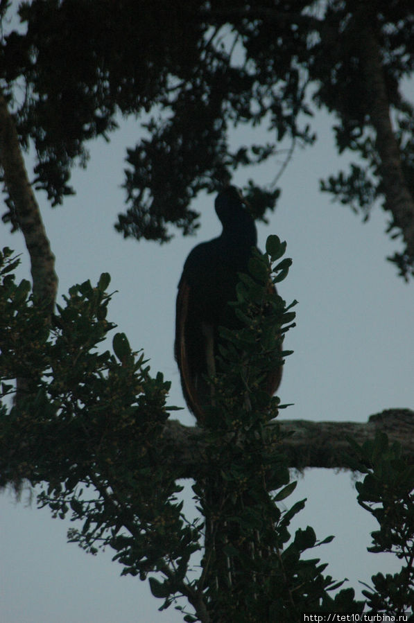 Первое что увидели — павлин сидит на дереве как простой попугай. Элла, Шри-Ланка