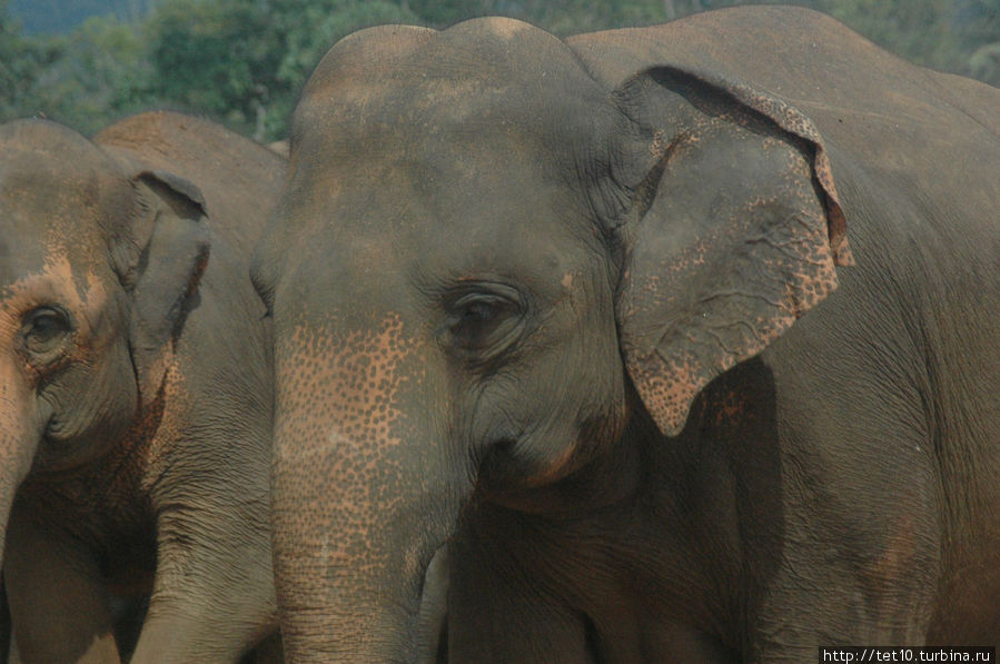 Слоники Пиннавала, Шри-Ланка