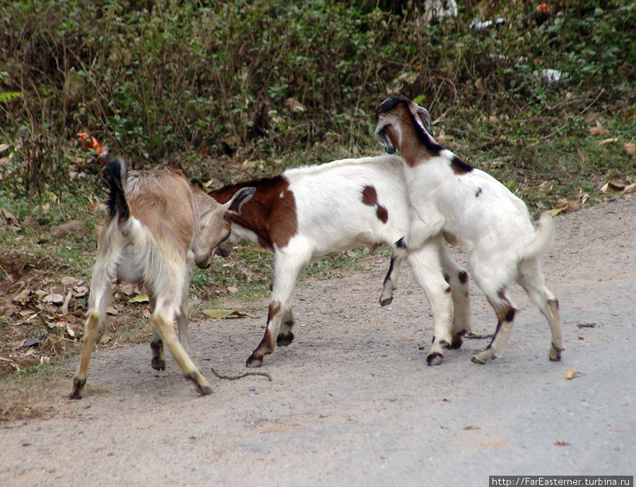 глупые козы Тансен, Непал