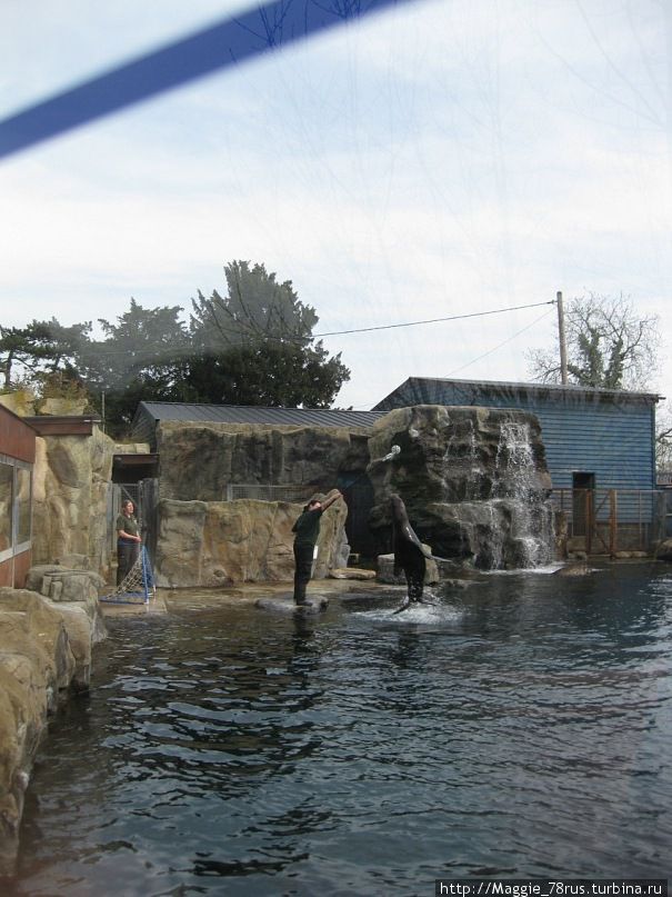3 раза в день морские львы дают в зоопарке Колчестера представления, посмотреть на которые может каждый бесплатно Колчестер, Великобритания