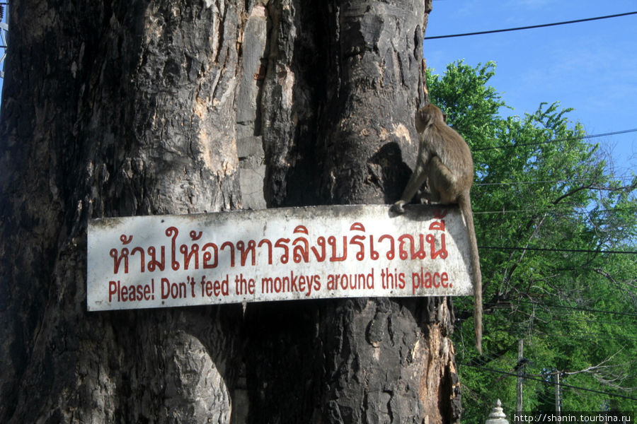 Обезьяны Лоп-Бури, Таиланд