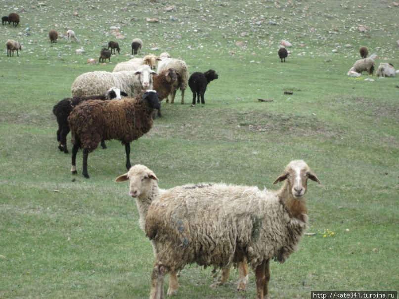 Как я провела 2011 год Как я провела 2011 год