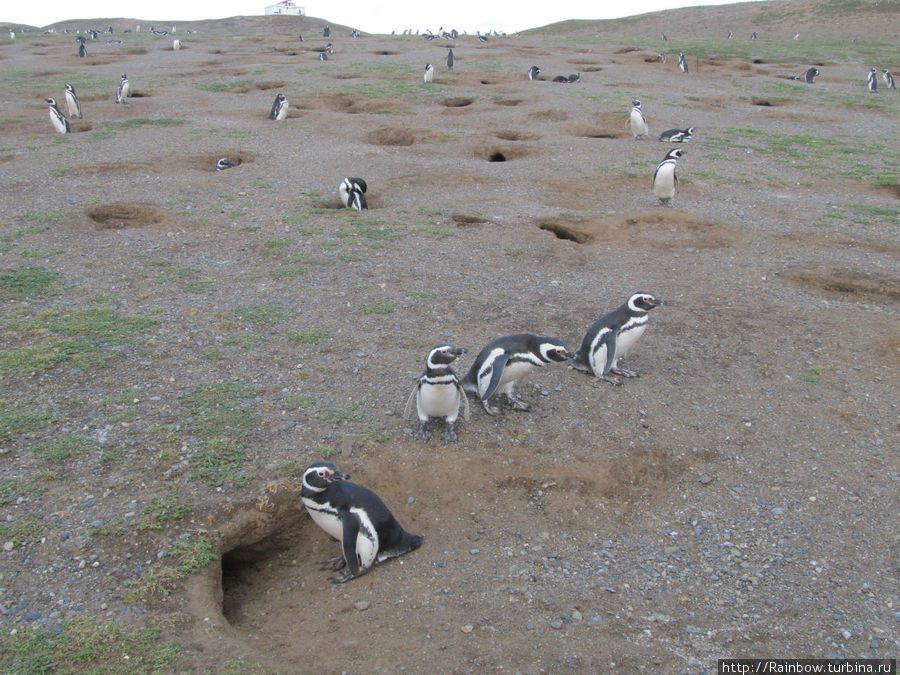 Первый вид на пингвиньи норки Остров Магдалена, Чили