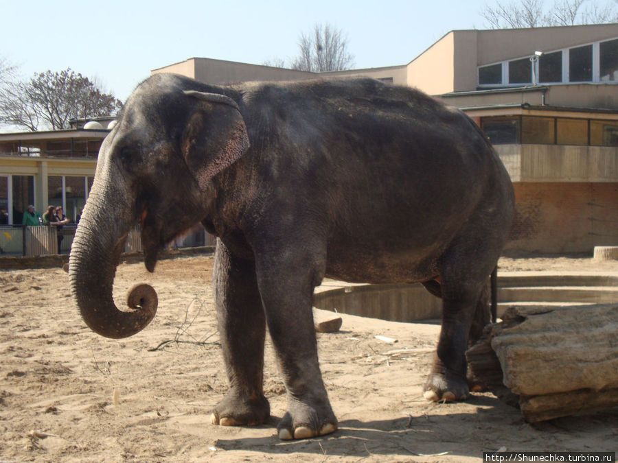 В этом году в зоопарке ожидается новоселье в Африканском доме. Готовятся к открытию новые вольеры для слонов и носорогов. Прага, Чехия