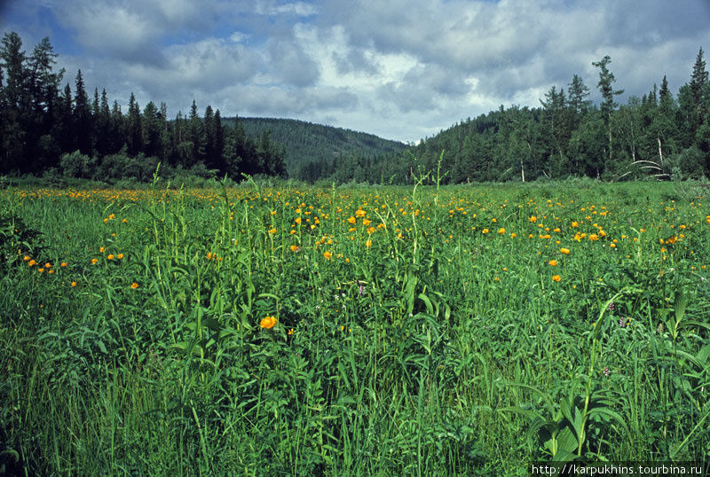 Оранжево-зелёные поляны Иркутская область, Россия