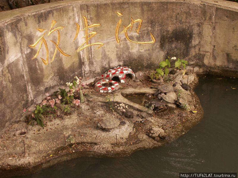 Островок на котором отдыхают черепахи.Украшен маленькой пагодой Ша-Тин, Гонконг
