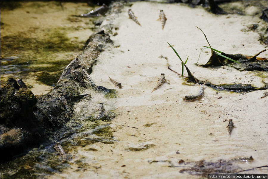 Переворачиваясь в грязи, прыгун охлаждает и смачивает кожу. Суматра, Индонезия