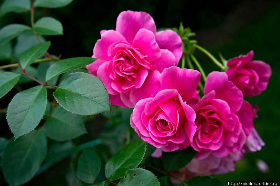 Летние дачные зарисовки Апрелевка, Россия Летние дачные зарисовки Апрелевка, Россия