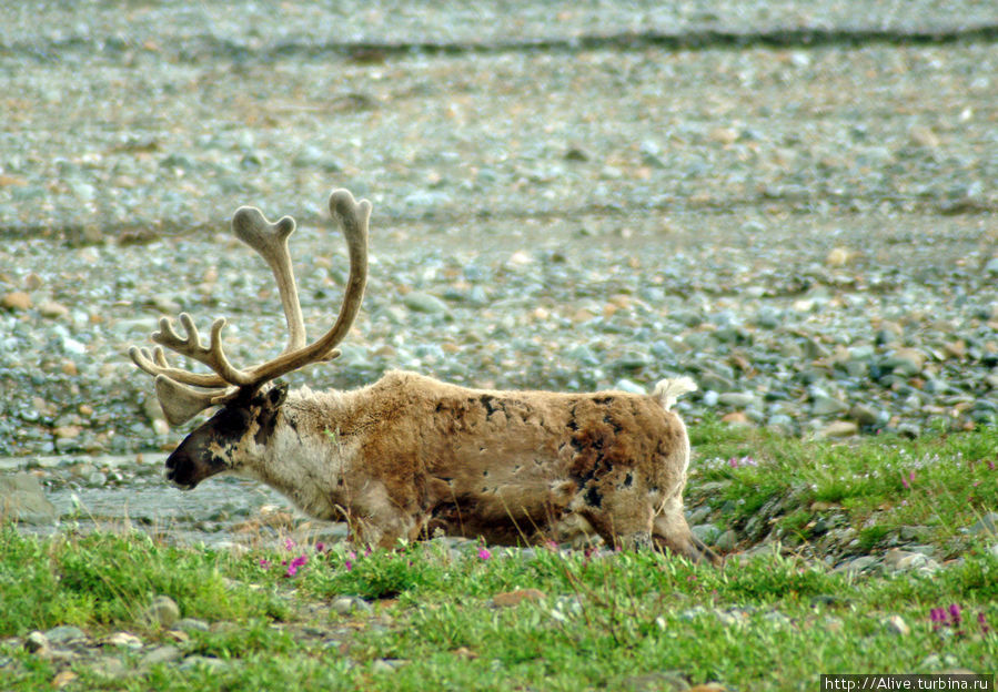 Субарктическое сафари Национальный парк Денали, CША