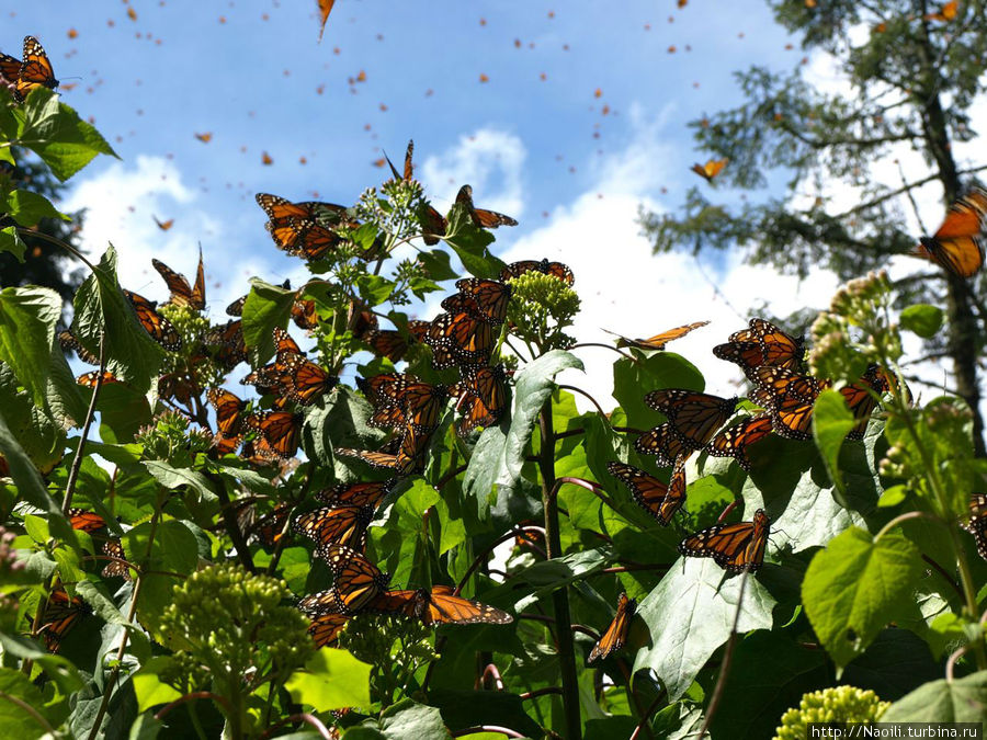 Во время прилета бабочек все растения покрыты оранжевыми цветами и в небе кружат золотистые листочки Биосферный заповедник бабочки Монарх, Мексика