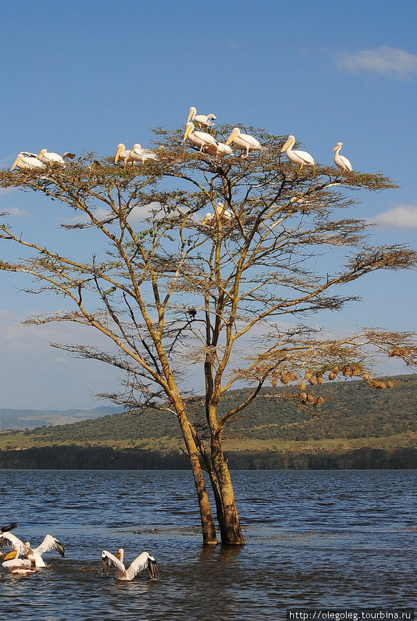 Акуна матата, или даешь сафари! 12.2010 Часть пятая. Озеро Накуру Национальный Парк, Кения