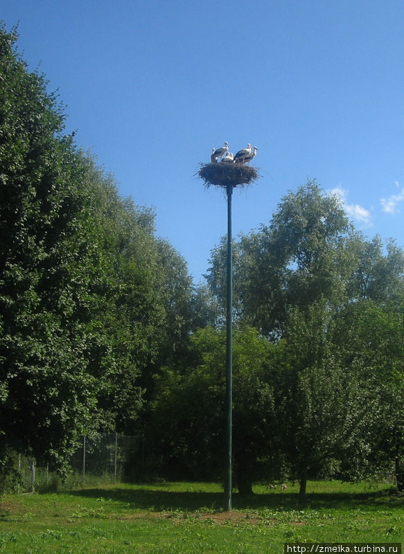 Гнездо аистов Залем, Германия