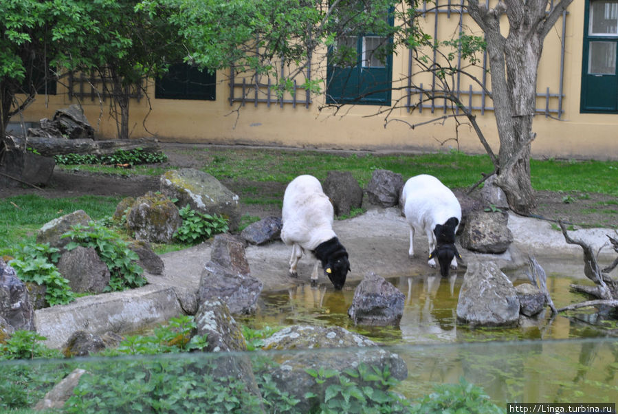 Зоопарк в Шёнбрунне Вена, Австрия