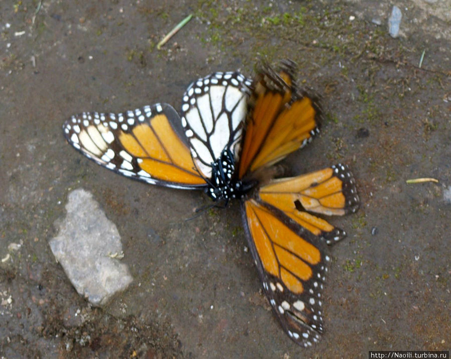 Бабочки прилетают в Мексику на медовый месяц и не стесняются заняться любовью на виду у зрителей Биосферный заповедник бабочки Монарх, Мексика