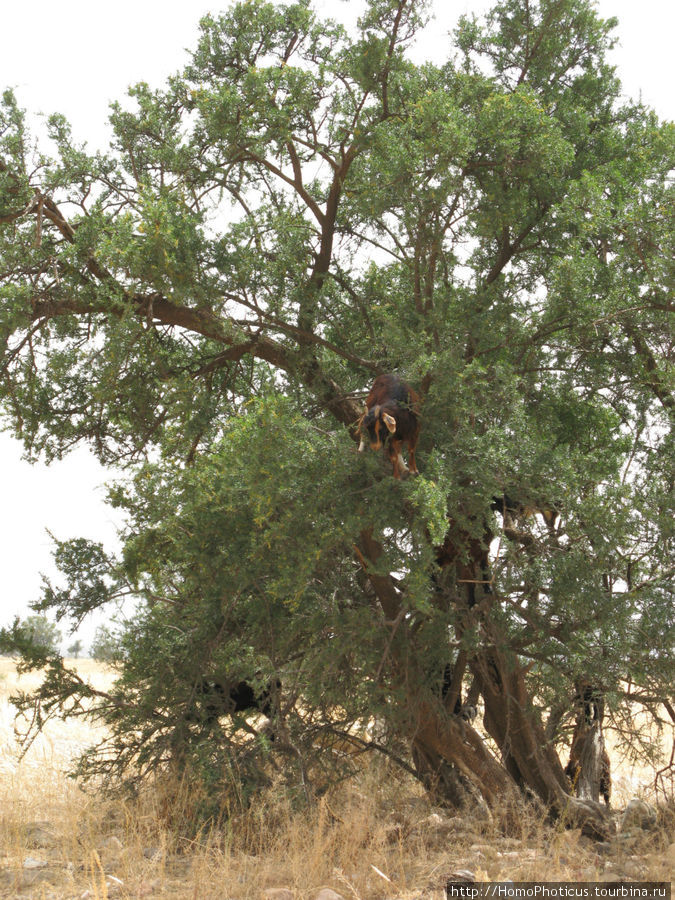 Козы на деревьях Тарудан, Марокко