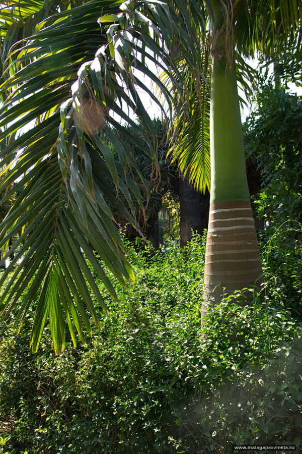 Прогулки по тропическому парку Малаги в середине октября Малага, Испания