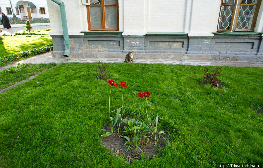 Цветы и кошки. Киев, Украина