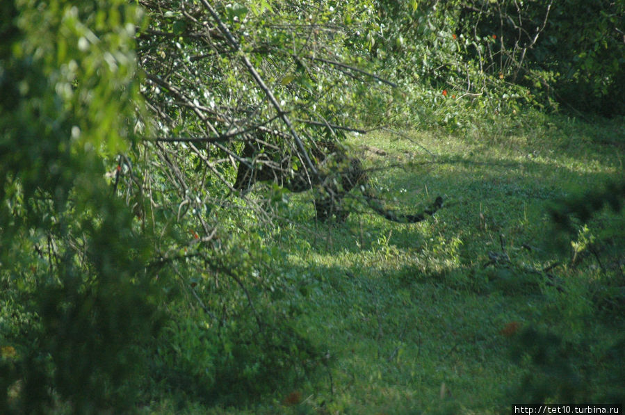 А это леопард кого-то кушает в кустах. Элла, Шри-Ланка