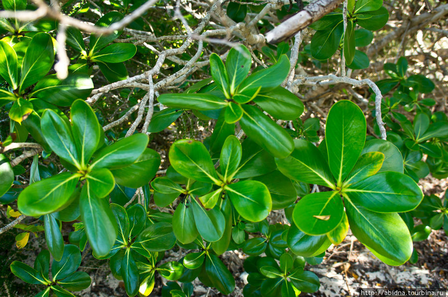 А это — листья Кайо Санта Мария, Куба