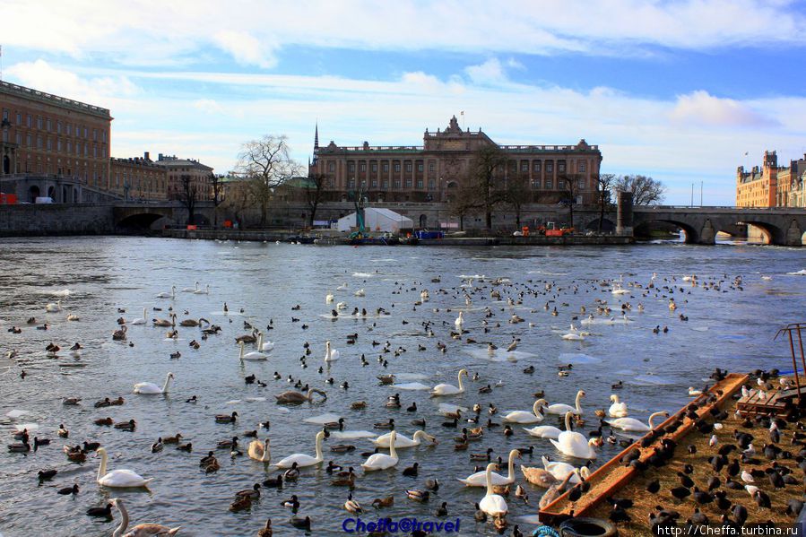 Пернатое население Стокгольма Стокгольм, Швеция