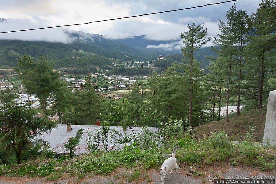 Прогулки по окрестностям Бумтанга в сопровождении кошки Бутан