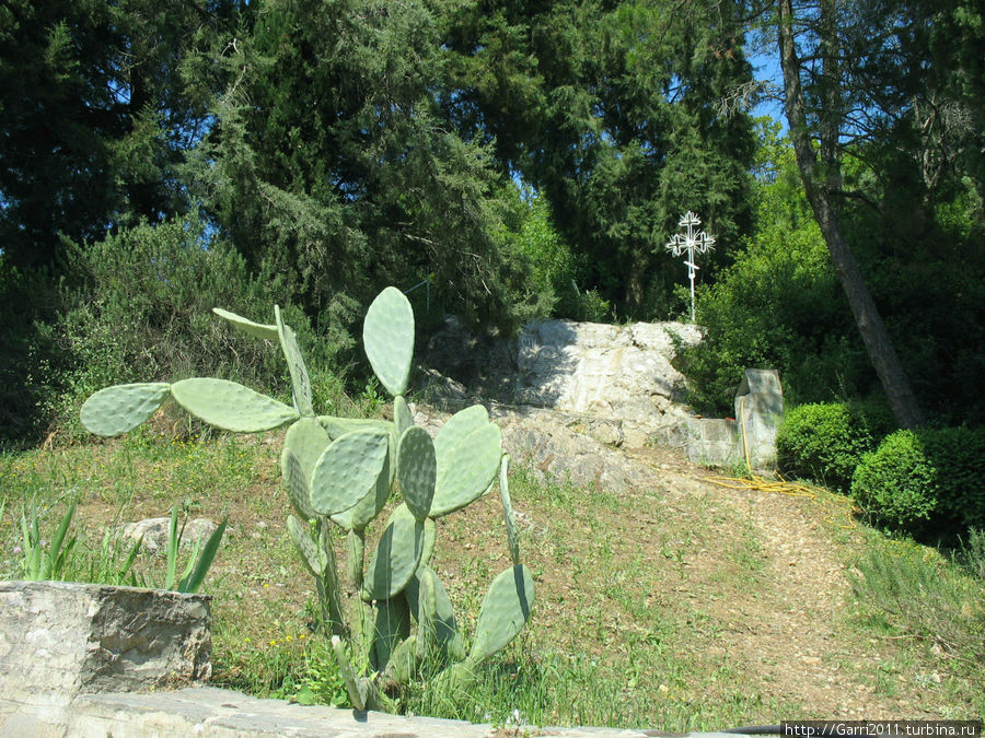 Кактусы недалеко от монастыря Хиландар Уранополис, Греция