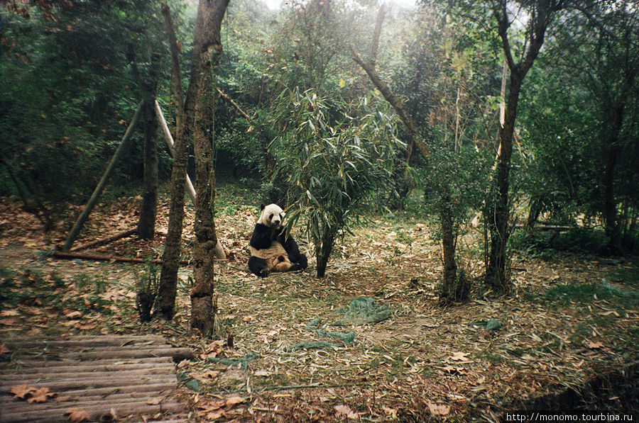 Заповедник панд Чэнду, Китай