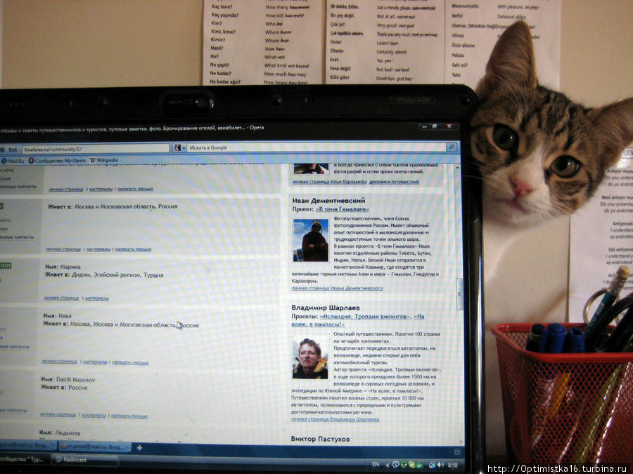 Это котик Гог. К сожалению, он погиб так и не став взрослым. До сих пор мы его вспоминаем. Дидим, Турция Это котик Гог. К сожалению, он погиб так и не став взрослым. До сих пор мы его вспоминаем. Дидим, Турция