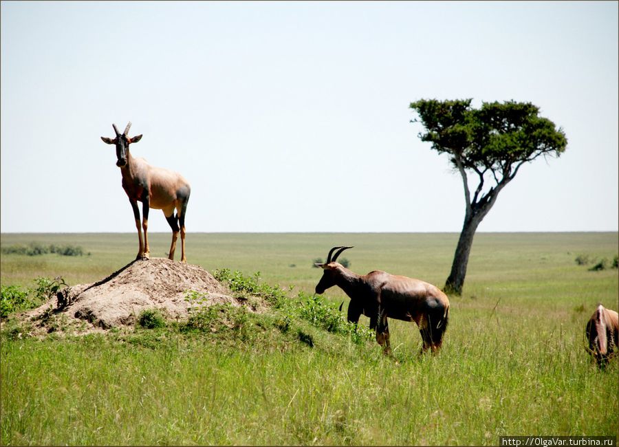 А кому на дерево забраться не дано, да и листья дерева не привлекают, забираются на камни, не идет ли кто из хищников.... Масаи-Мара Национальный Парк, Кения
