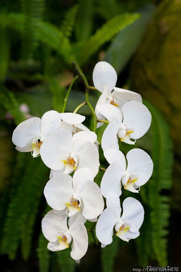 орхидея фаленопсис Бали, Индонезия