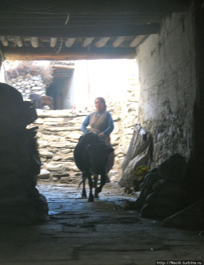 А вот этот кадр я все-таки успела сделать, похоже на ездовую корову Кагбени, Непал
