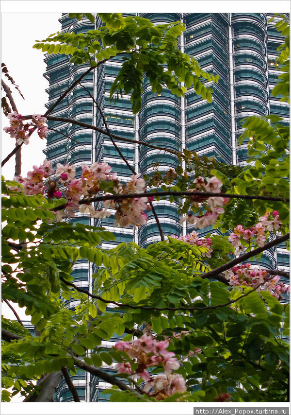 город цветет круглый год Куала-Лумпур, Малайзия