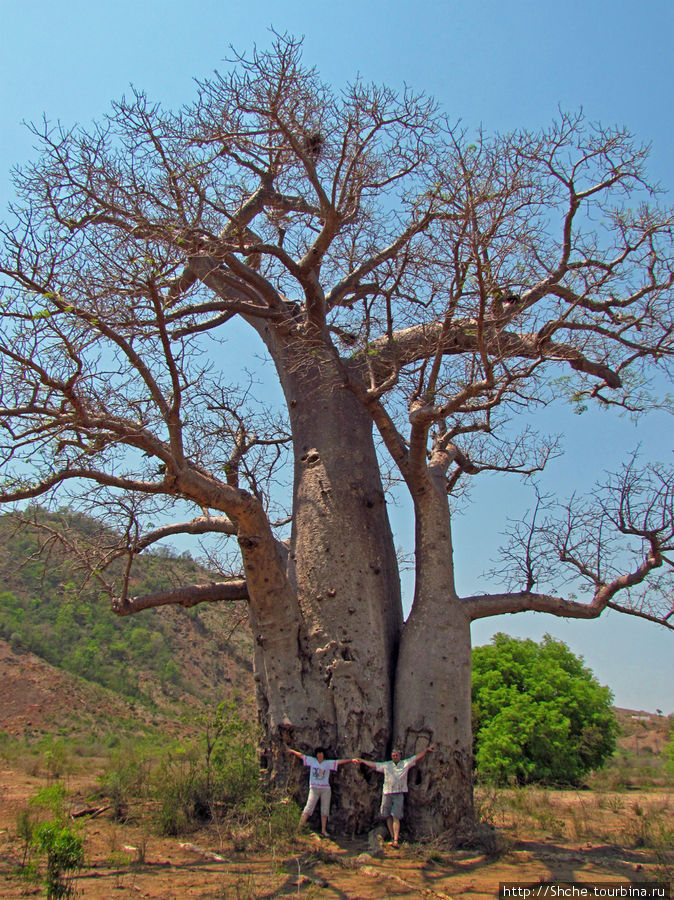 Самый крупный баобаб в регионе, но не в стране Провинция Тулиара, Мадагаскар