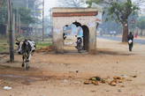 Коровам позволено гулять по всем индийским городам
