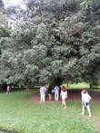 Дерево, посаженное Николаем II