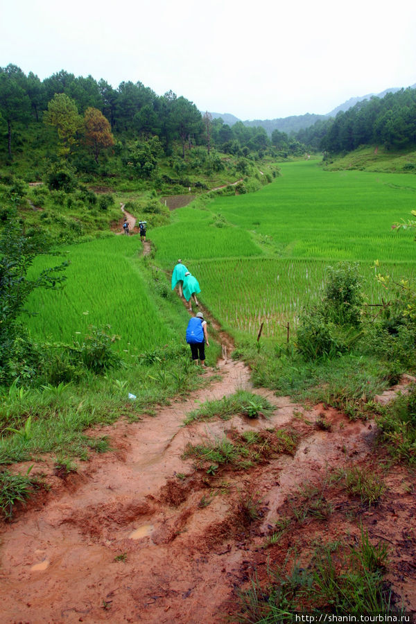 Через рисовые поля Кало, Мьянма
