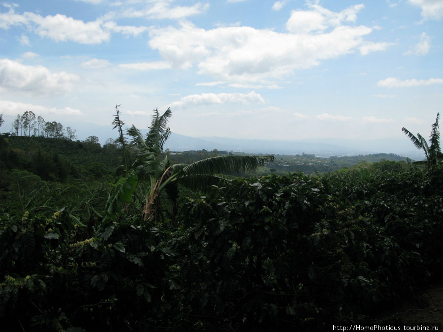 Кофейная плантация Провинция Алахуэла, Коста-Рика