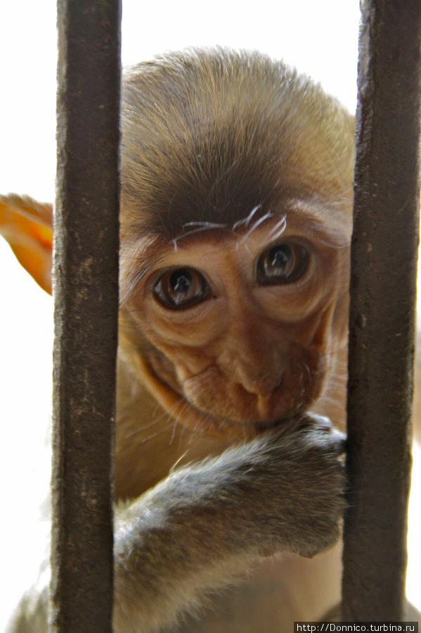 жаль что обезьян не пускают внутрь храма, грустно там без нас, ребята Лоп-Бури, Таиланд