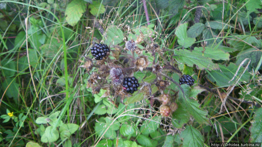 Лесная ягода ежевика Ивано-Франковская область, Украина