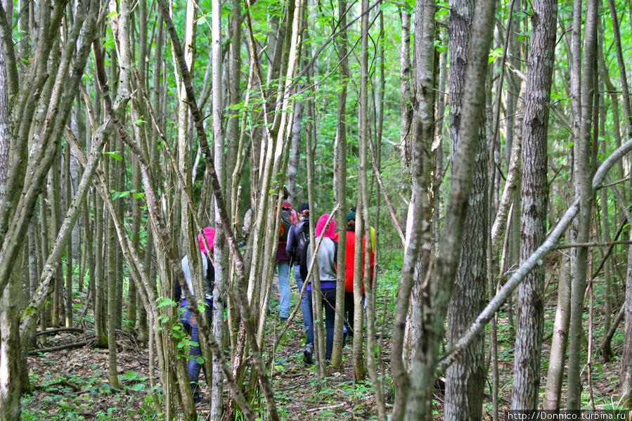 в этот раз не получилось, собираем по лесу группу чтобы поехать дальше и попробовать найти зубров в другой части леса Орловское Полесье Национальный Парк, Россия