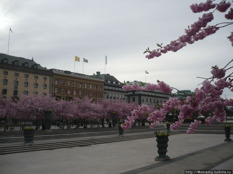 Цветение сакуры в Стокгольме Стокгольм, Швеция