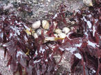 А вот и закуска: морская капуста и съедобные моллюски