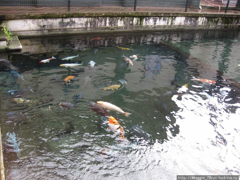 Около бассейна находится аппарат, в котором каждый может купить корм для  рыб Мэтлок, Великобритания