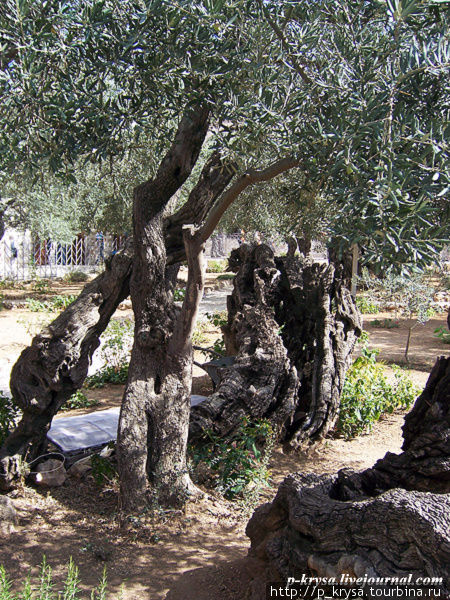 Древние маслины Иерусалим, Израиль
